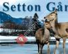 Setton Gård - Hjort