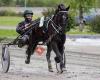 Stall Skjetne, travtrener Anne Dahlshaug