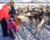 Tromso Arctic Reindeer Experience
