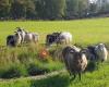 Tunnbrottet gård - Fjellridning på islandshester og gårdsopplevelser