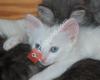 Turkish Angora cats from (N) Veslegard`s cattery